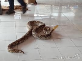 Berbagai Jenis Ular ‘Dilepaskan’ di Balai Kalurahan Grogol